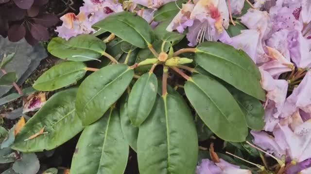 Что необходимо сделать с рододендронами по окончанию цветения?