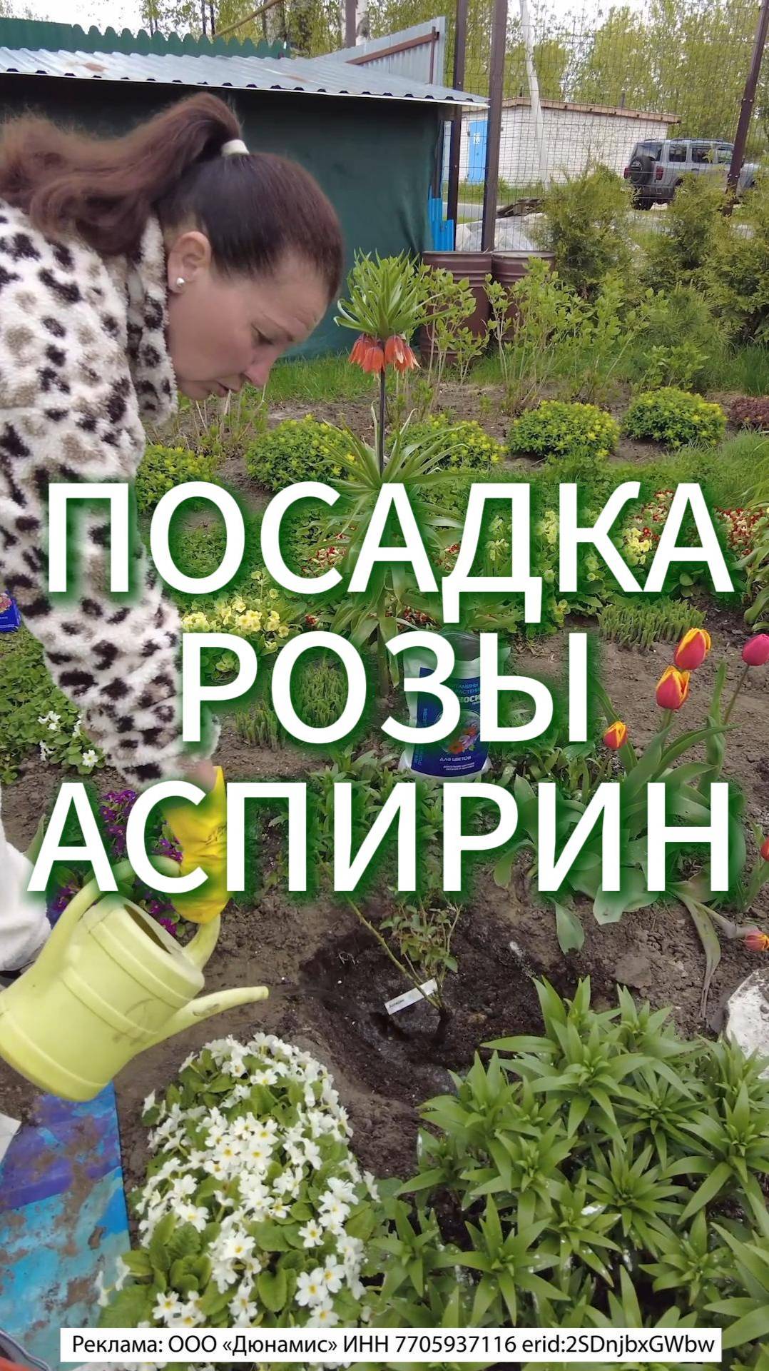 ПОСАДКА РОЗЫ АСПИРИН, правильная подготовка посадочной ямы #огород #розы #дача