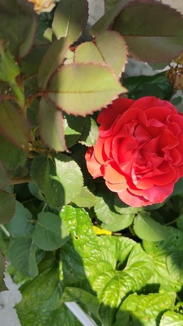 Летний романс