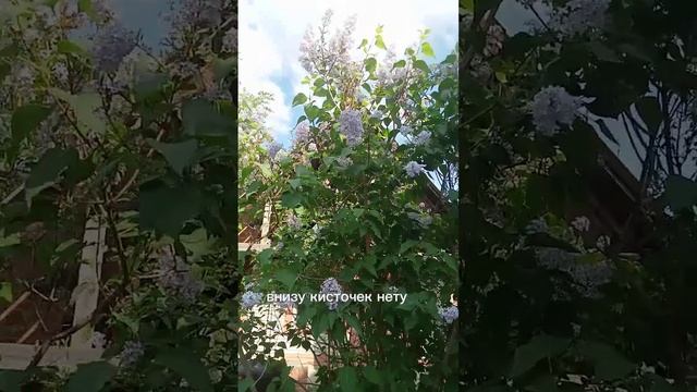 моя сирень)))