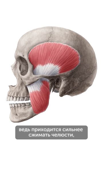 Почему прикус важен для сохранения молодости лица #еленавитальевнатерентьева #прикус