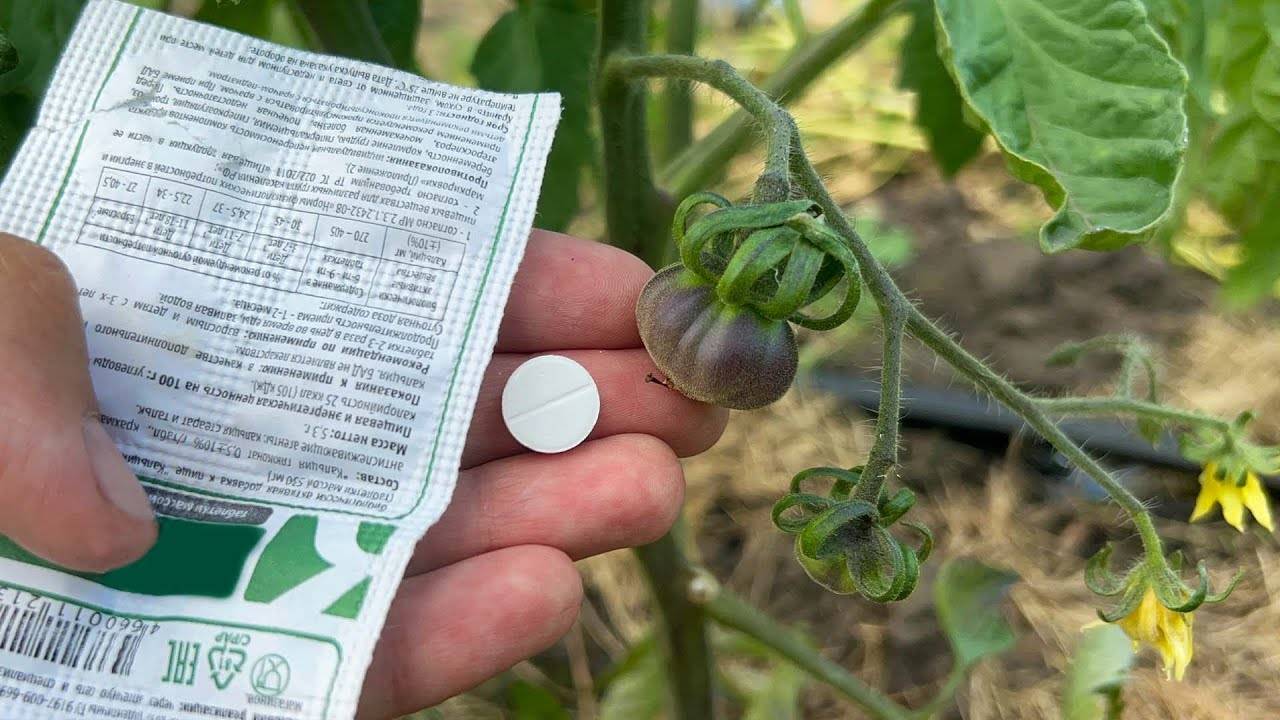 Секрет урожая закопайте одну таблетку под томаты и получите плоды без гнили!
