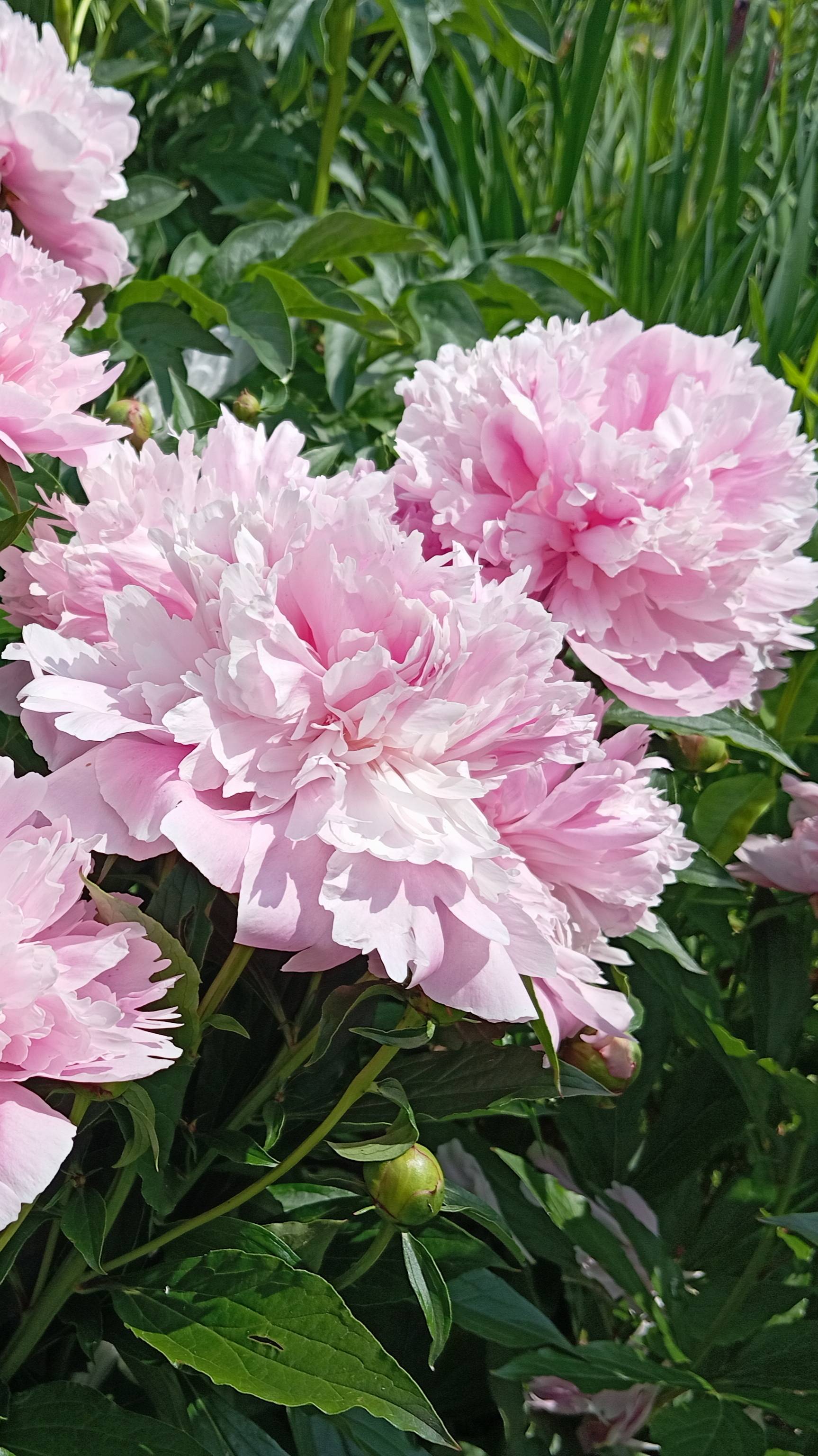 Пионы цветут!12.06.25