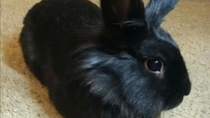 🐰 Знакомьтесь – мой пушистый друг!