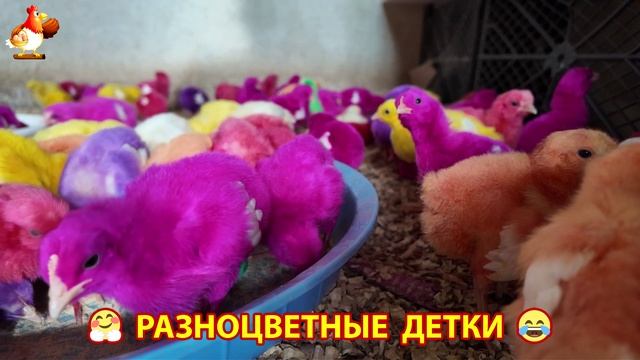 Цыплята и утята милые пушистики растут на радость хозяину (36)
