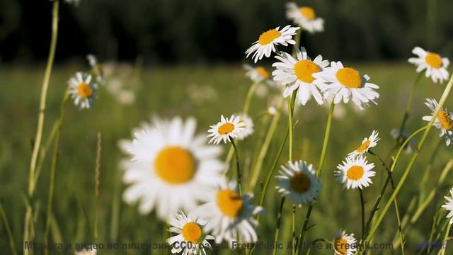 Поляны, леса и небо сливаются в один танец звуков - Meaningful (Connection) -- Tadz -- Soul Symphoni