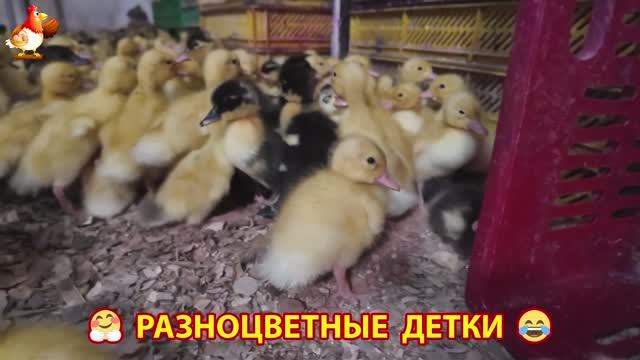 Цыплята и утята милые пушистики растут на радость хозяину (34)