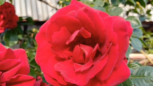 -Половина квартиры-моя. Я одолжила вам на первый взнос