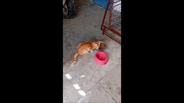 Кот. Фокс