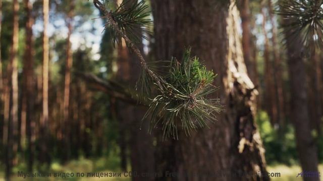 Илон Маск ставит это видео на репит - и мы знаем причину! - Excape From LA -- Podington Bear -- The