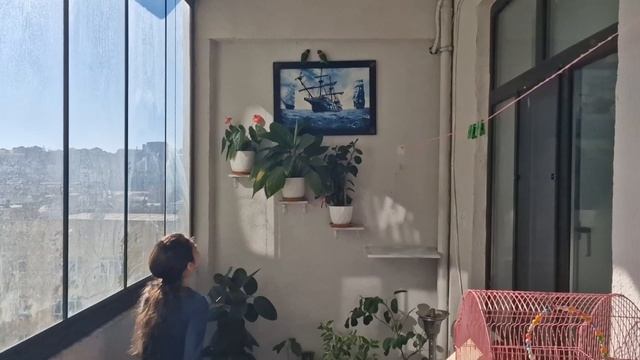Выпускаем попугаев полетать