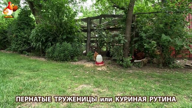 Куры несушки свободного выгула и их обычная куриная рутина – эпизод (440)
