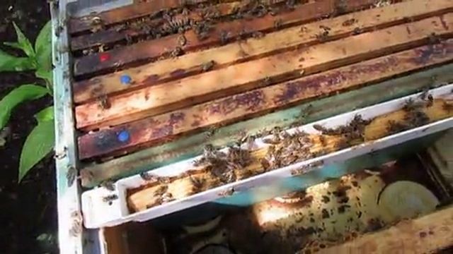 пчелы Элгон на ячейке 4,9 мм - смотрю печатный расплод , облетелась матка или нет ,12.06.2025