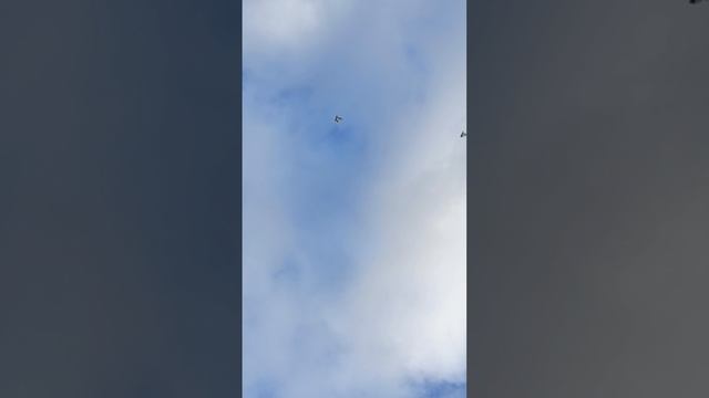 голуби в Белгородском небе