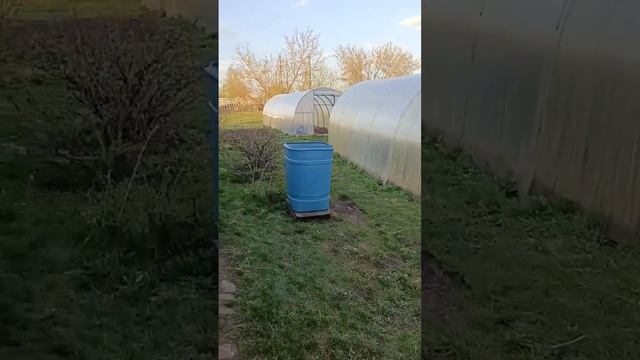 Вечерняя прогулка ✌️обработка кустарников 🌳