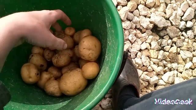 VLOG Как выросла моя картошка. Начался дождь