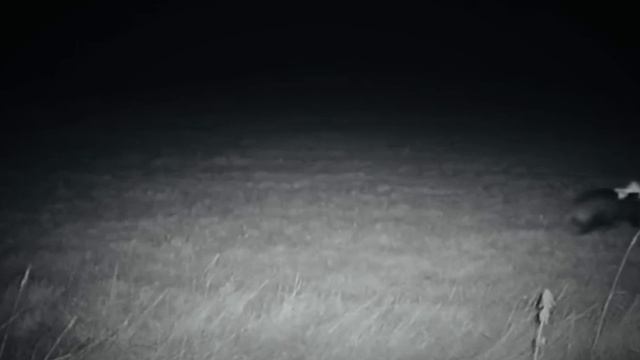 На охотничью камеру попало странное летающее существо. Сложно предположить, что это такое...