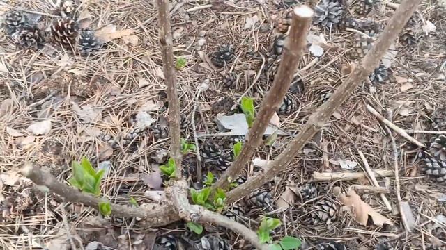 Как просыпается метельчатая гортензия в открытом гру?