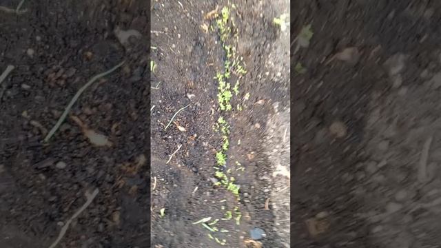 VID_20250613_201746 огород на 13 июня 2025 года