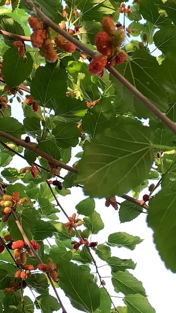Чёрная шелковица