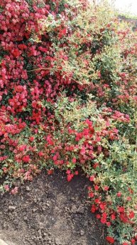 Куст розочек