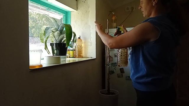 реанимация фикуса Бенджамина.