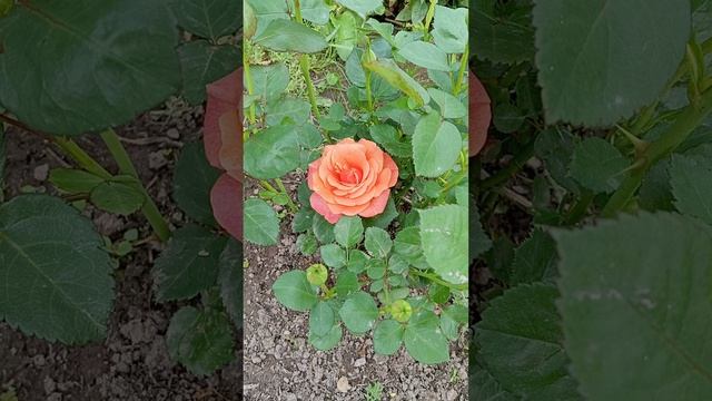 роза -флорибунда Изи даз ит 25 год.