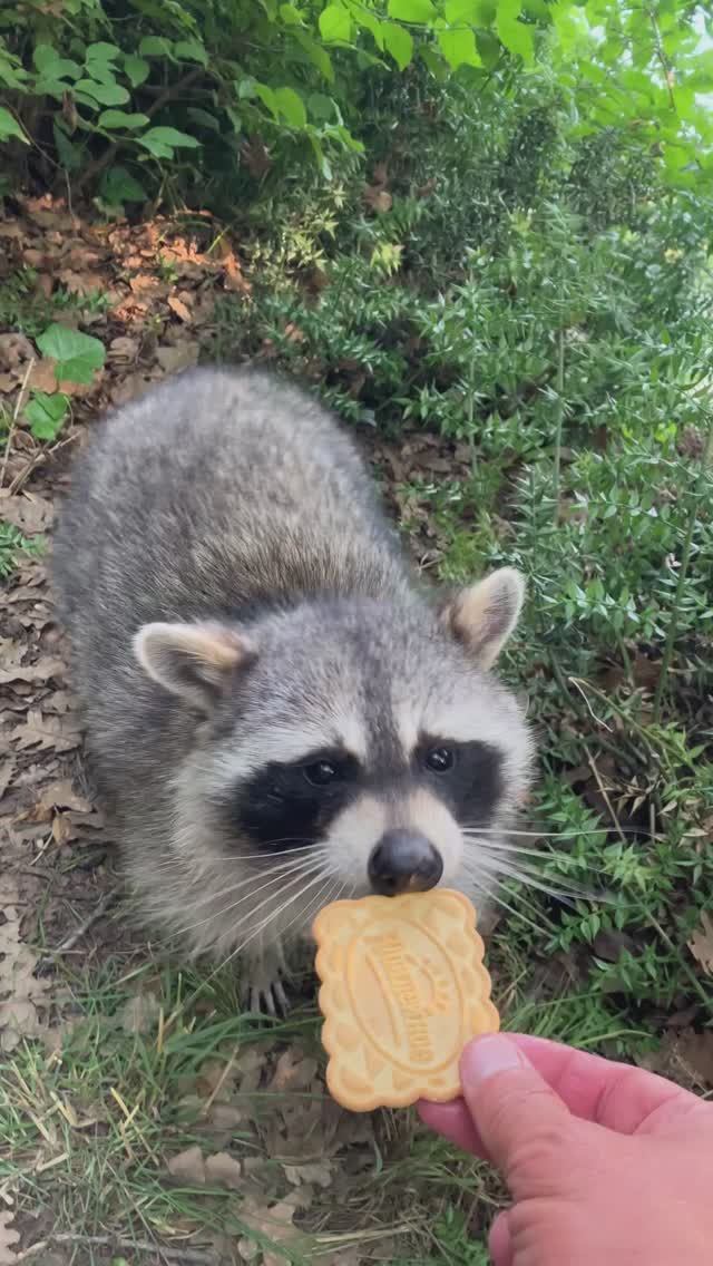 Енот