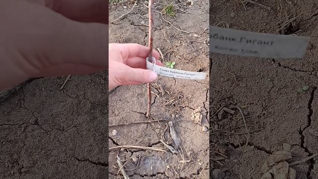 Гарденмарт Казахстан - реальный отзыв о покупке сажен?