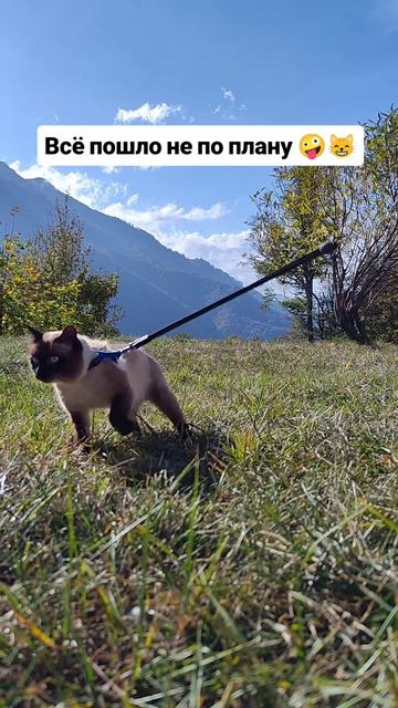 Всё пошло не по плану 🤪😸