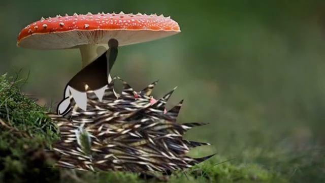 ежик в лесу