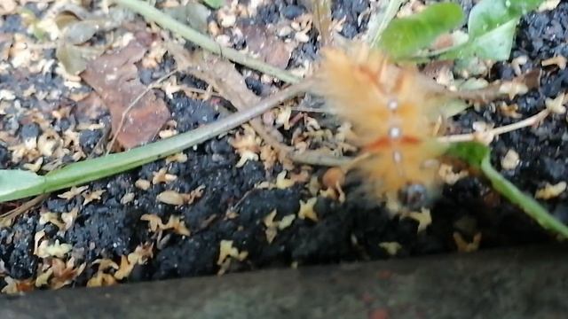 VID_20240801_142142_1.mp4