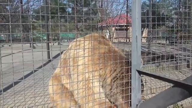 Басик уже не только комендант но и гид в Тайгане Парк львов Тайган #тайган #Крым