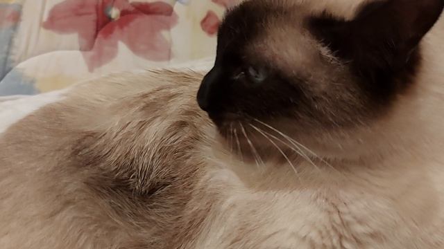 Креативный старый тайский кот (2)
