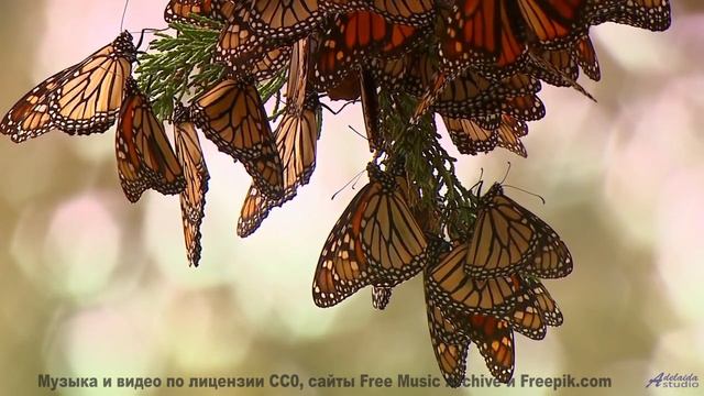 Утро начинается с этой мелодии! - Sacred City -- Phillip Gross -- Jupiter