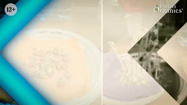 Самая чистая, живая и здоровая вода. Фильтр кувшин Graf Perfect Organics.