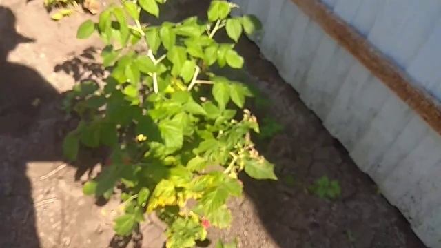 16.07.2024 _ Моя любимая дача _ 1 часть (ДО)
