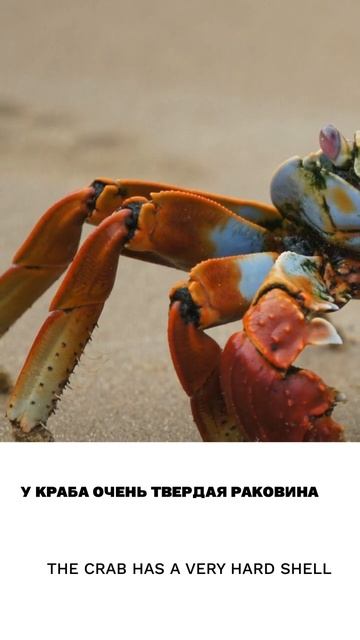 Раковина