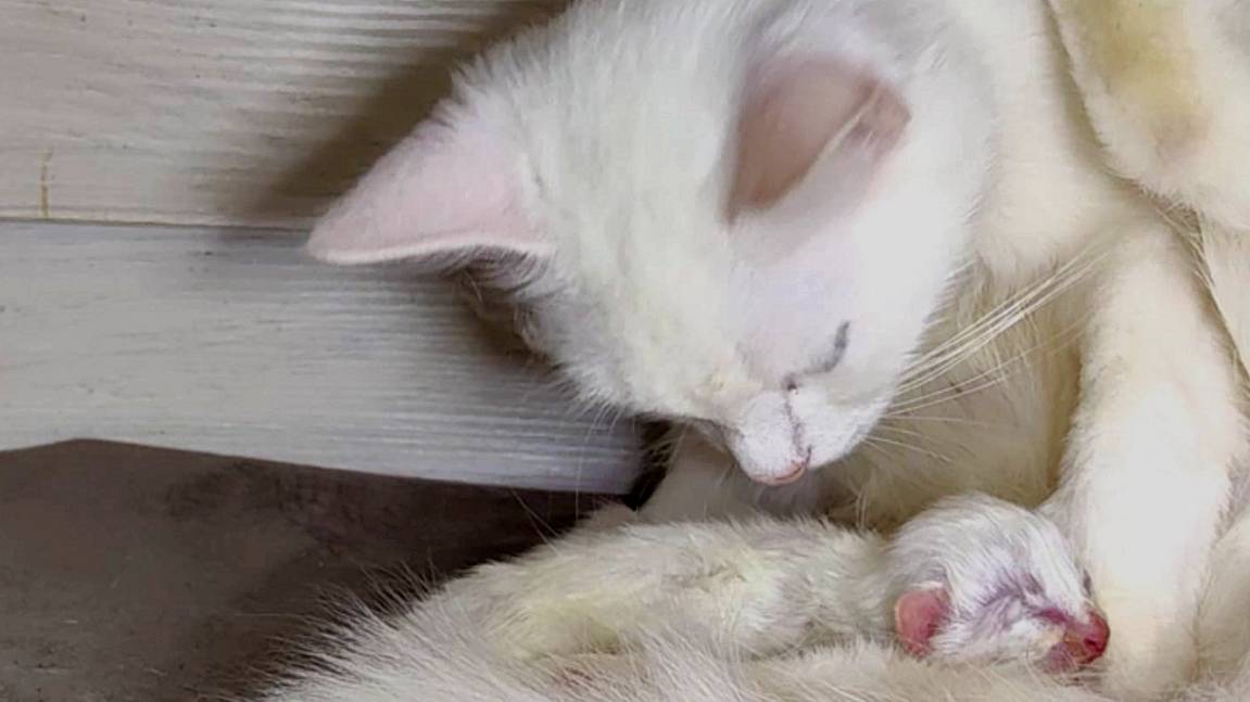 Мама-кошка кормит своего новорожденного котенка. Мама-кошка устала. Котенок мяукает.