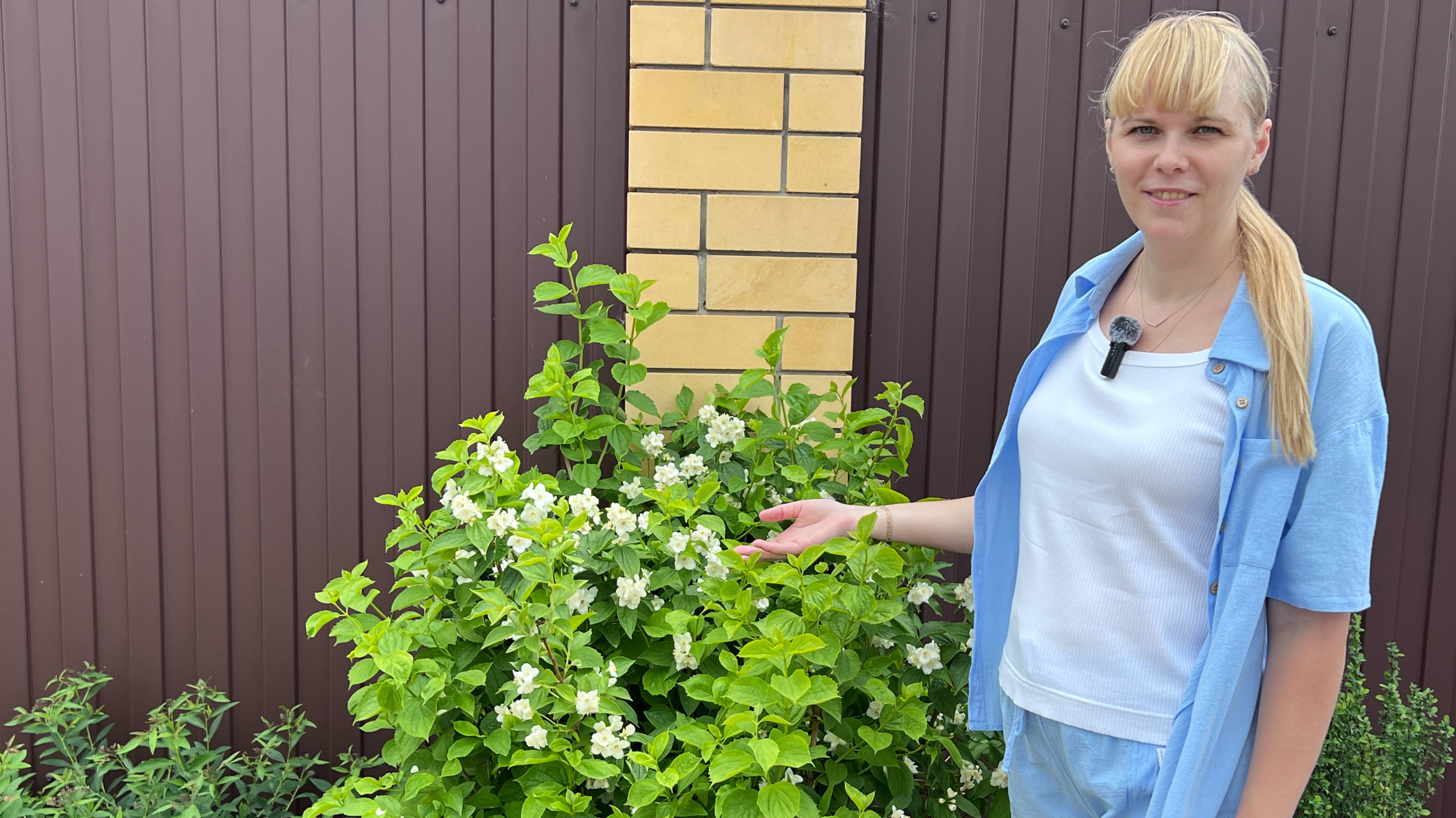 Чубушник - ароматный герой летнего сада.
