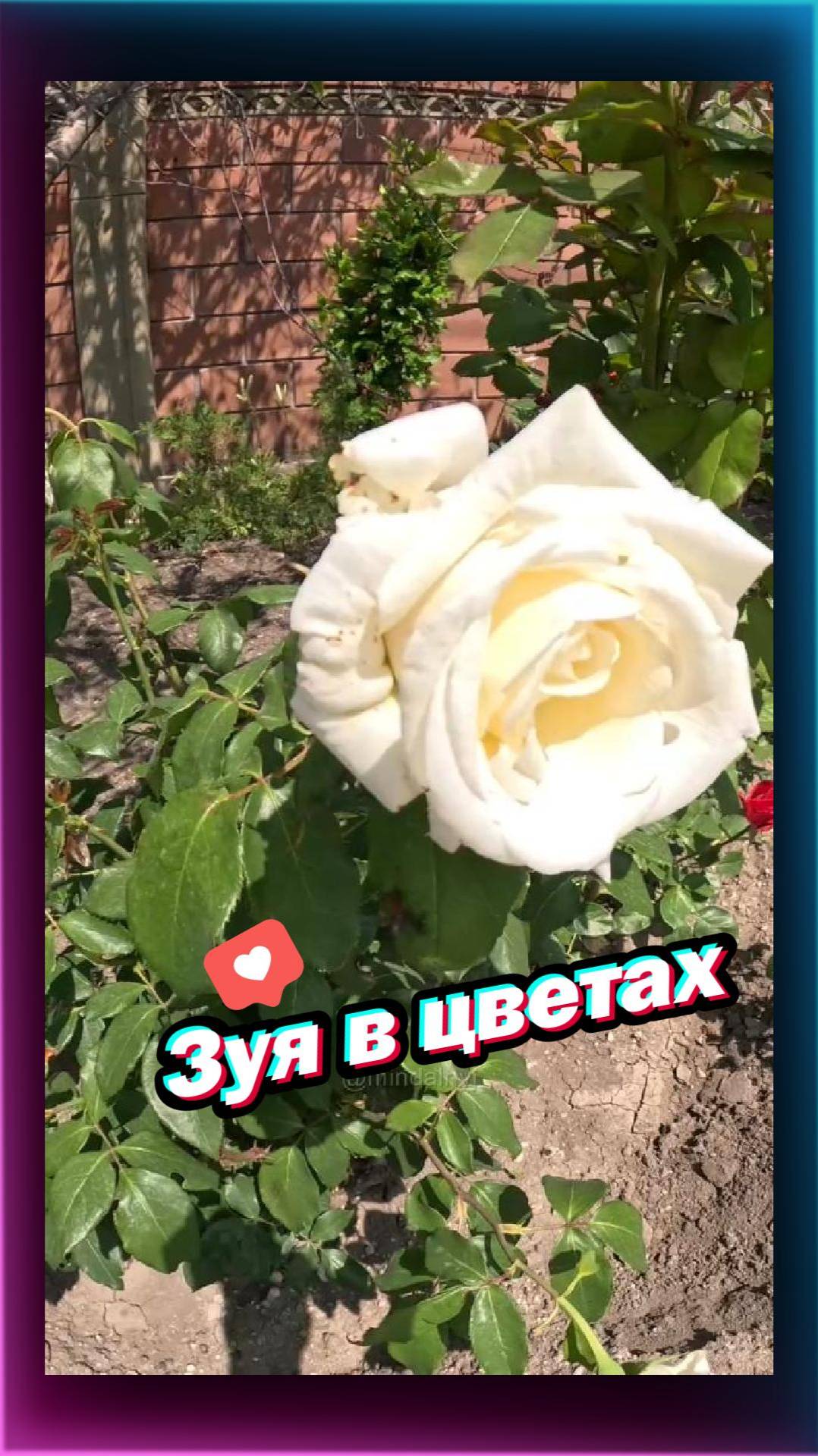 Зуя в цветах