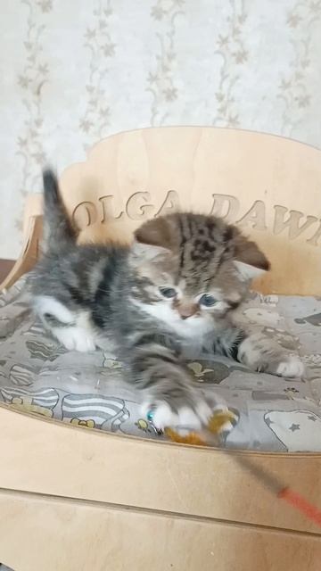 котик SFS71 n0322