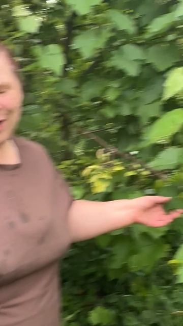 Мой шикарный виноград 🍇