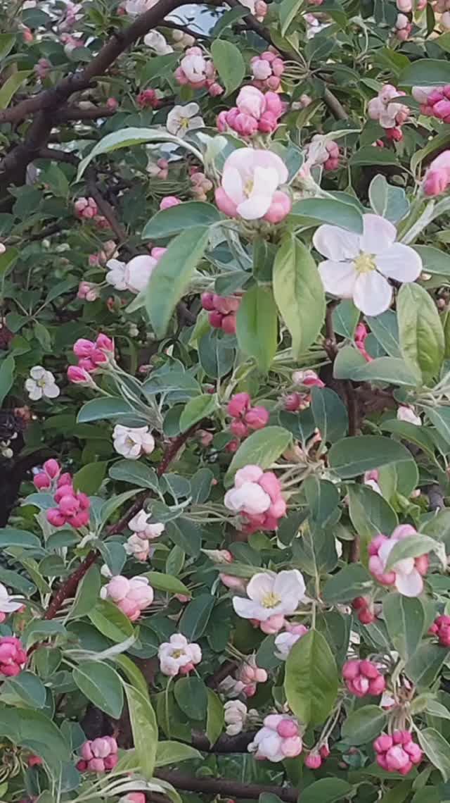 ФЕЕРИЯ ЦВЕТОВ В ДВИЖЕНИИ