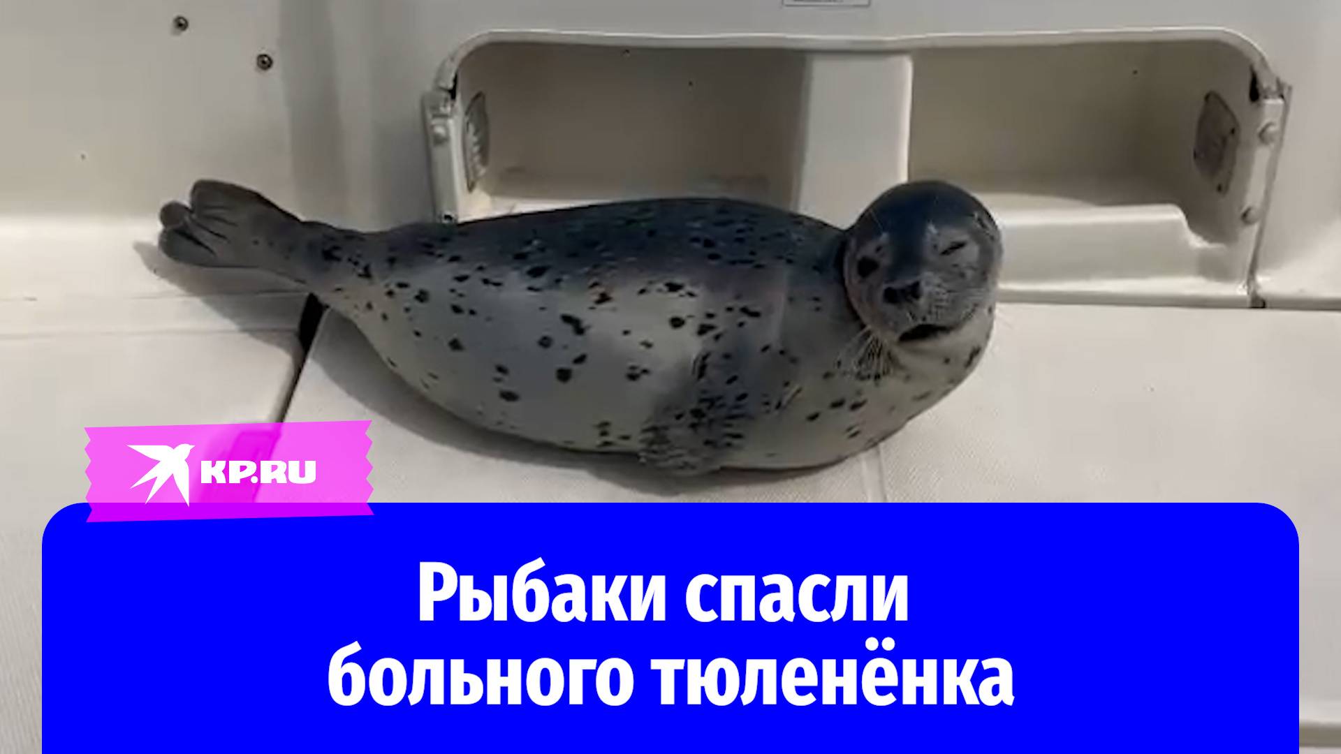 Рыбаки в Приморском крае спасли детёныша тюленя
