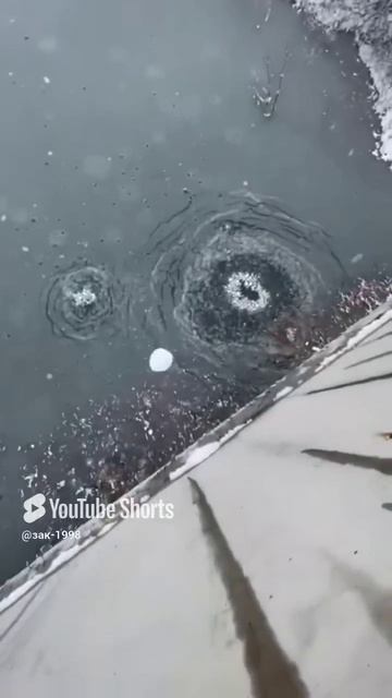 та самая рыба.
