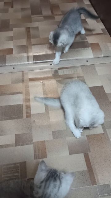 VID_20250613_094057.mp4