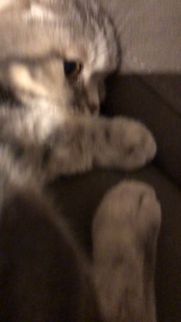 Обзор кошки🥰😍❤️🔥😘