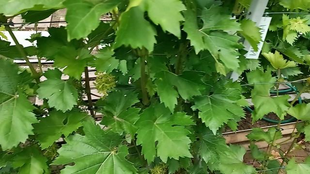Неужели милдью на винограднике во время цветения