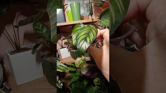 1000276642.mp4